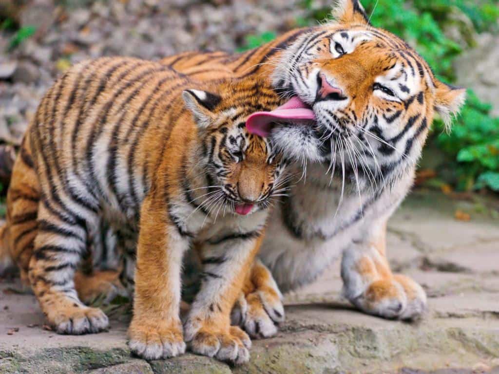 tiger cub and mum